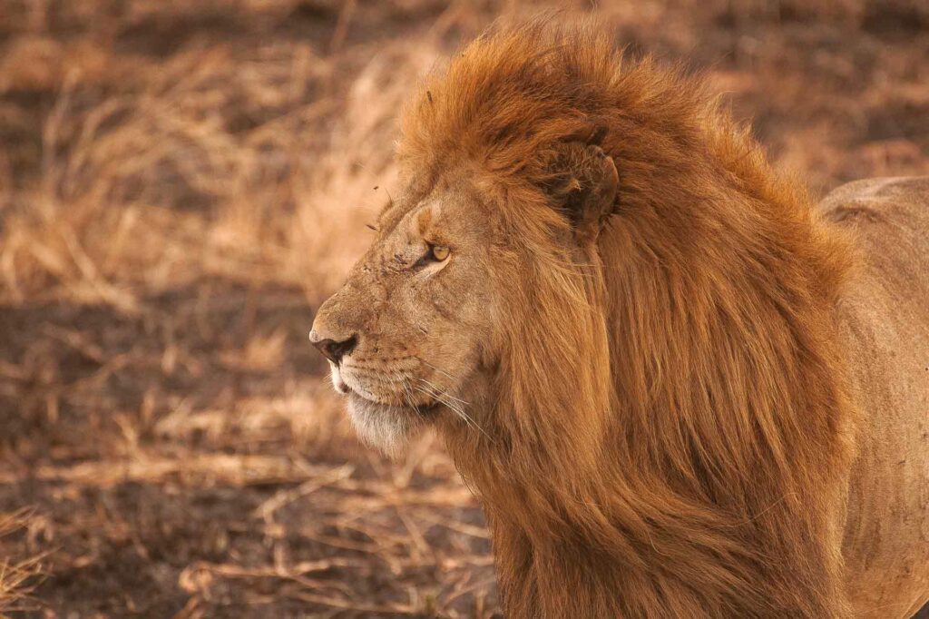 León con melena como símbolo de cualidades de un buen líder